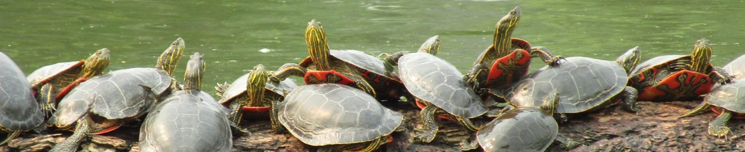 Okanagan Turtle Adoption Program